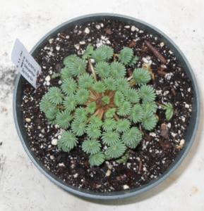 Oxalis palmifrons 01 3-11-12.JPG